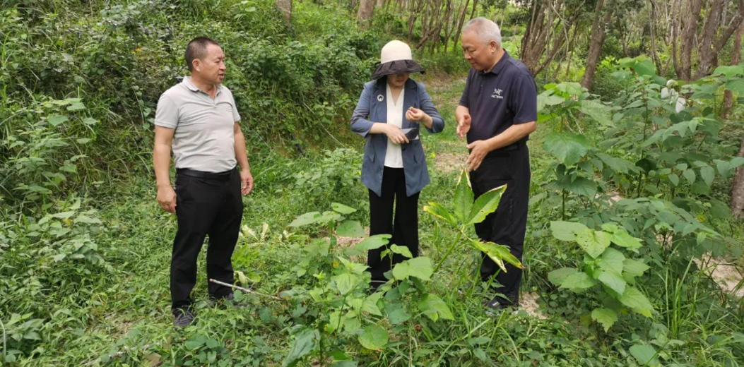 三亚：深耕“林下文章” 点绿成金照富路