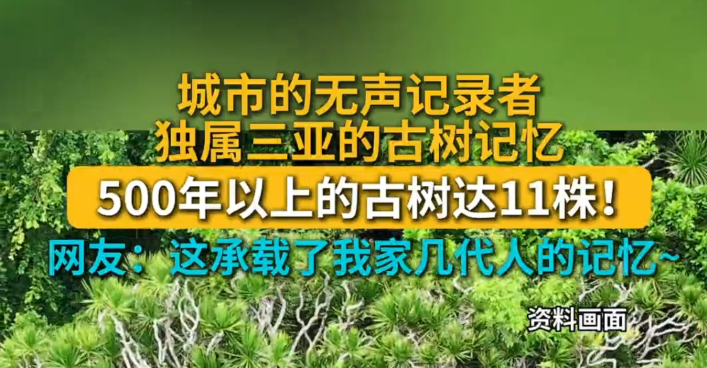 城市的无声记录者，独属三亚的古树记忆！