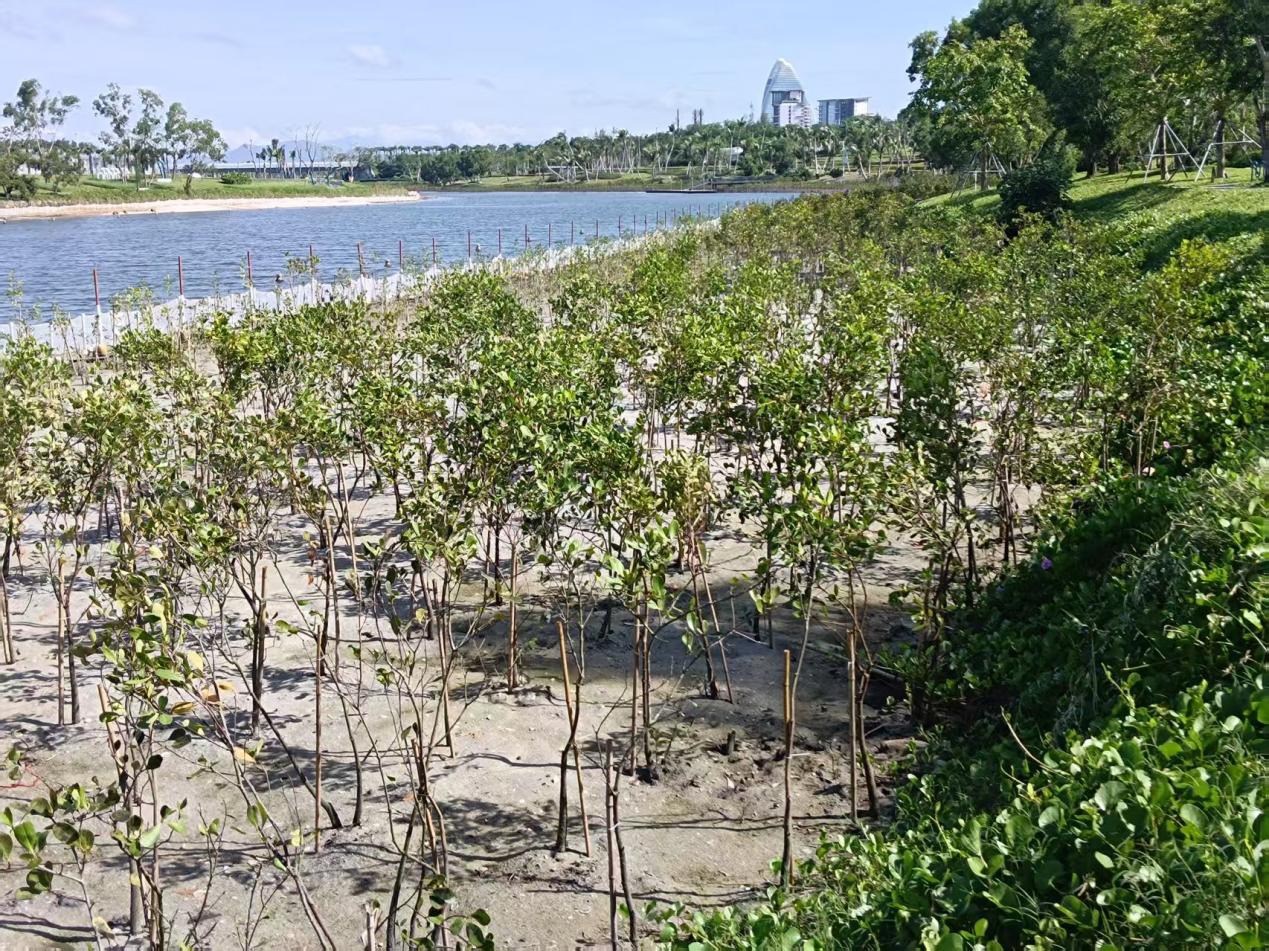 “速生英雄”变“生态入侵者”！外来物种对三亚红树林的隐秘威胁