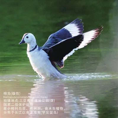 全市有记录的陆生野生动物达586种！鲸游鹿鸣猕猴戏 三亚“护”出万物生