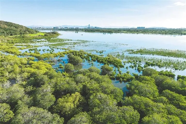 铁炉港红树林湿地保护修复项目全面竣工 112万株新绿织就绿色屏障